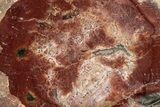 Beautiful Petrified Wood (Araucaria) Slab - Madagascar #344647-1